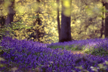 Bluebells