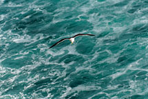 Larus marinus