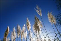 Pampas Grass