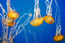 Sea Nettles