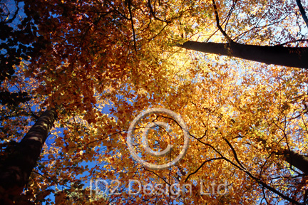 Original photography by Terence Waeland - Autumn