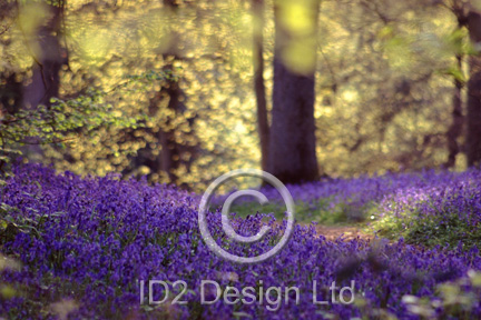 Original photography by Terence Waeland - Bluebells