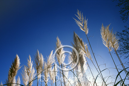 Original photography by Terence Waeland - Pampas Grass