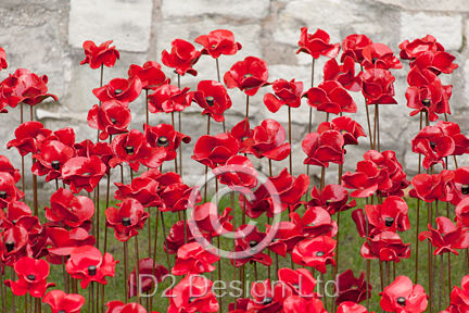 Original photography by Terence Waeland - Poppies 02