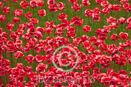 Original photography by Terence Waeland - Poppies 03