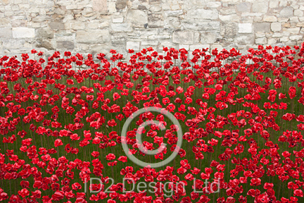 Original photography by Terence Waeland - Poppies 04