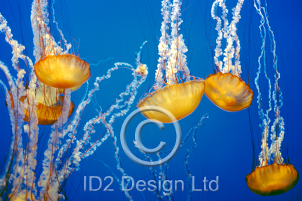 Original photography by Terence Waeland - Sea Nettles