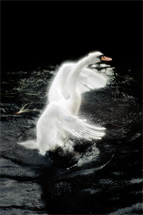 Tuonela swan