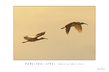 American White Ibis