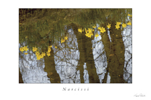 Narcissi