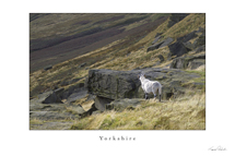 Yorkshire 03