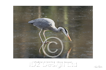 Original photography by Terence Waeland - Heron