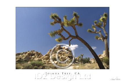 Original photography by Terence Waeland - Joshua Tree 01, CA