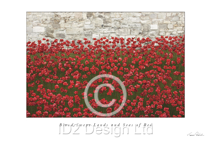 Original photography by Terence Waeland - Poppies 07