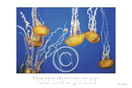 Original photography by Terence Waeland - Sea Nettles